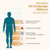 3 - Rooted Active Naturals Cordyceps Militaris Mushroom Liquid Extract,  30 ml 